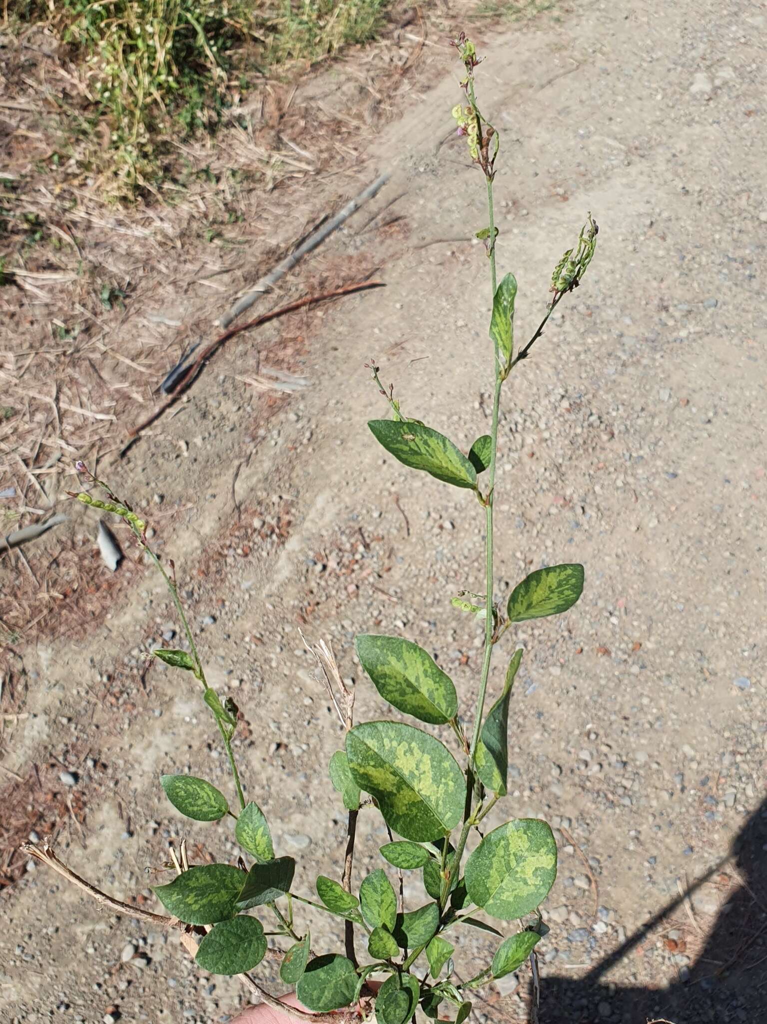 Image of Desmodium gangeticum (L.) DC.