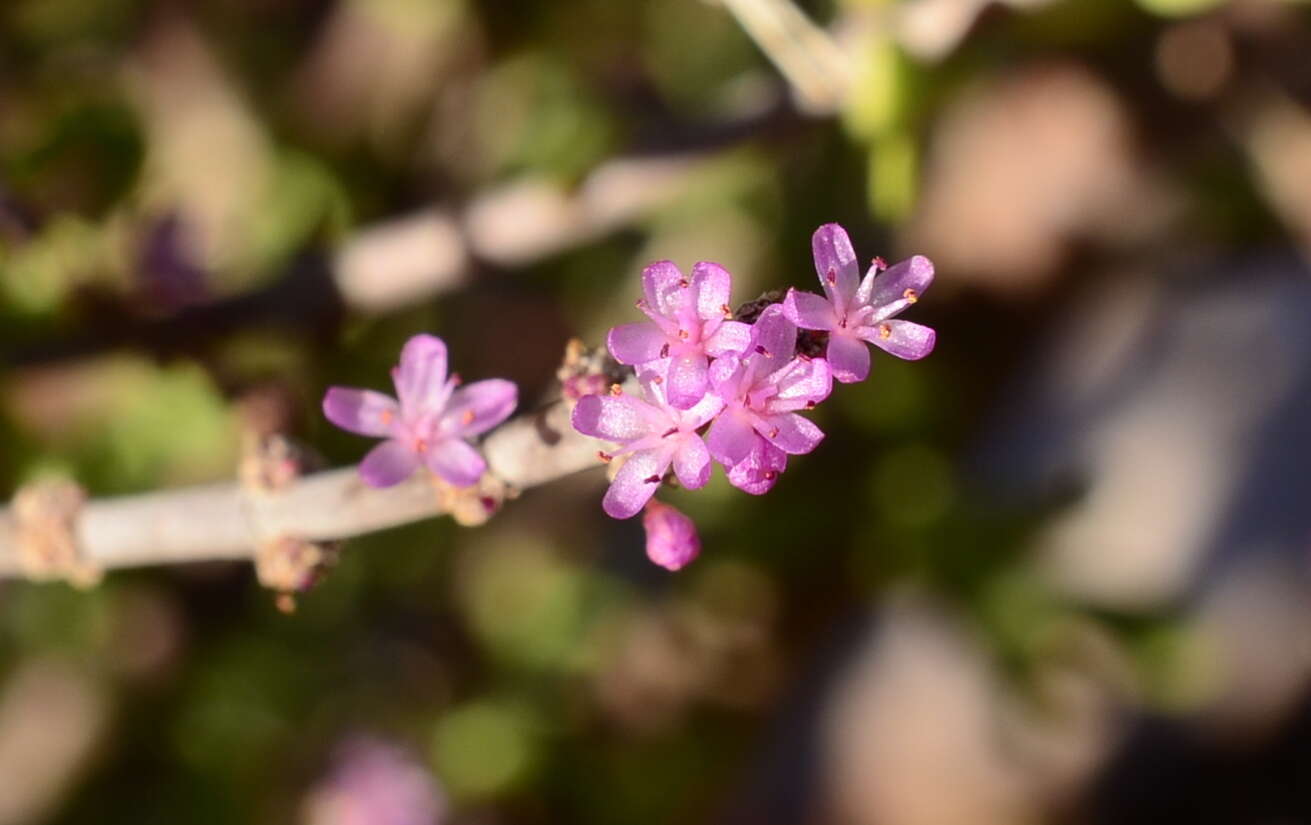 Sivun Portulacaria fruticulosa (H. Pearson & Stephens) Bruyns & Klak kuva