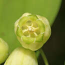 Image of Polygonatum acuminatifolium Kom.