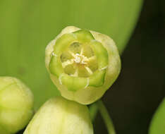 Image of Polygonatum acuminatifolium Kom.