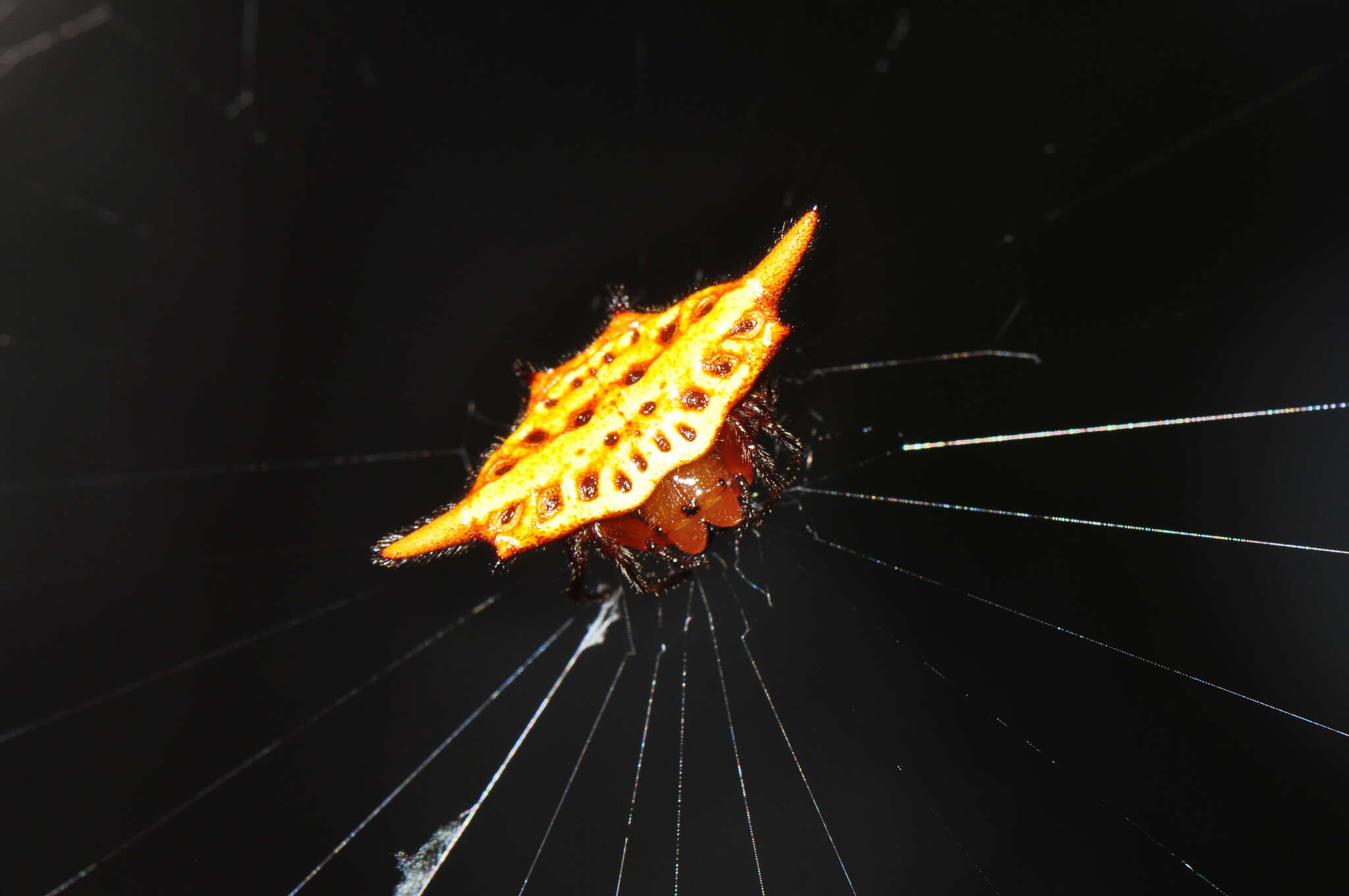 Image of Gasteracantha sanguinolenta bigoti Emerit 1974