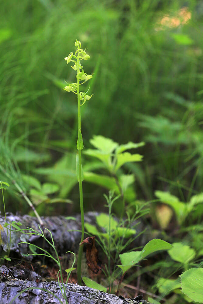 Platanthera mandarinorum Rchb. fil.的圖片