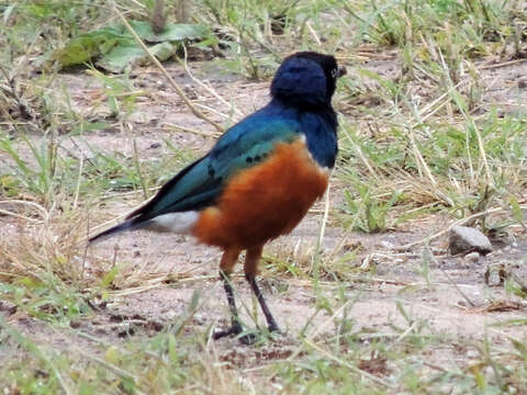 Image of Superb Starling