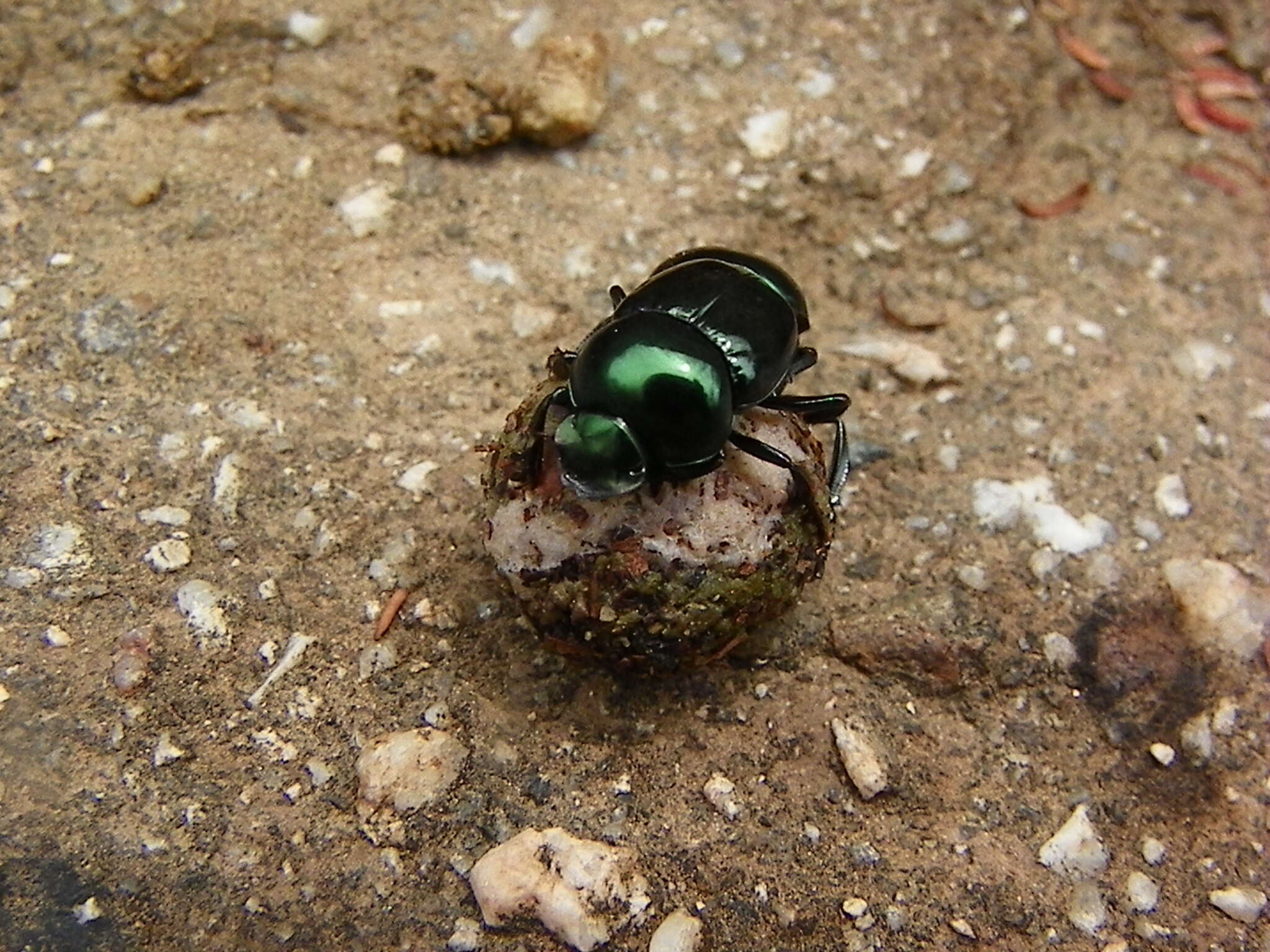 Image of Canthon (Glaphyrocanthon) viridis (Palisot de Beauvois 1805)