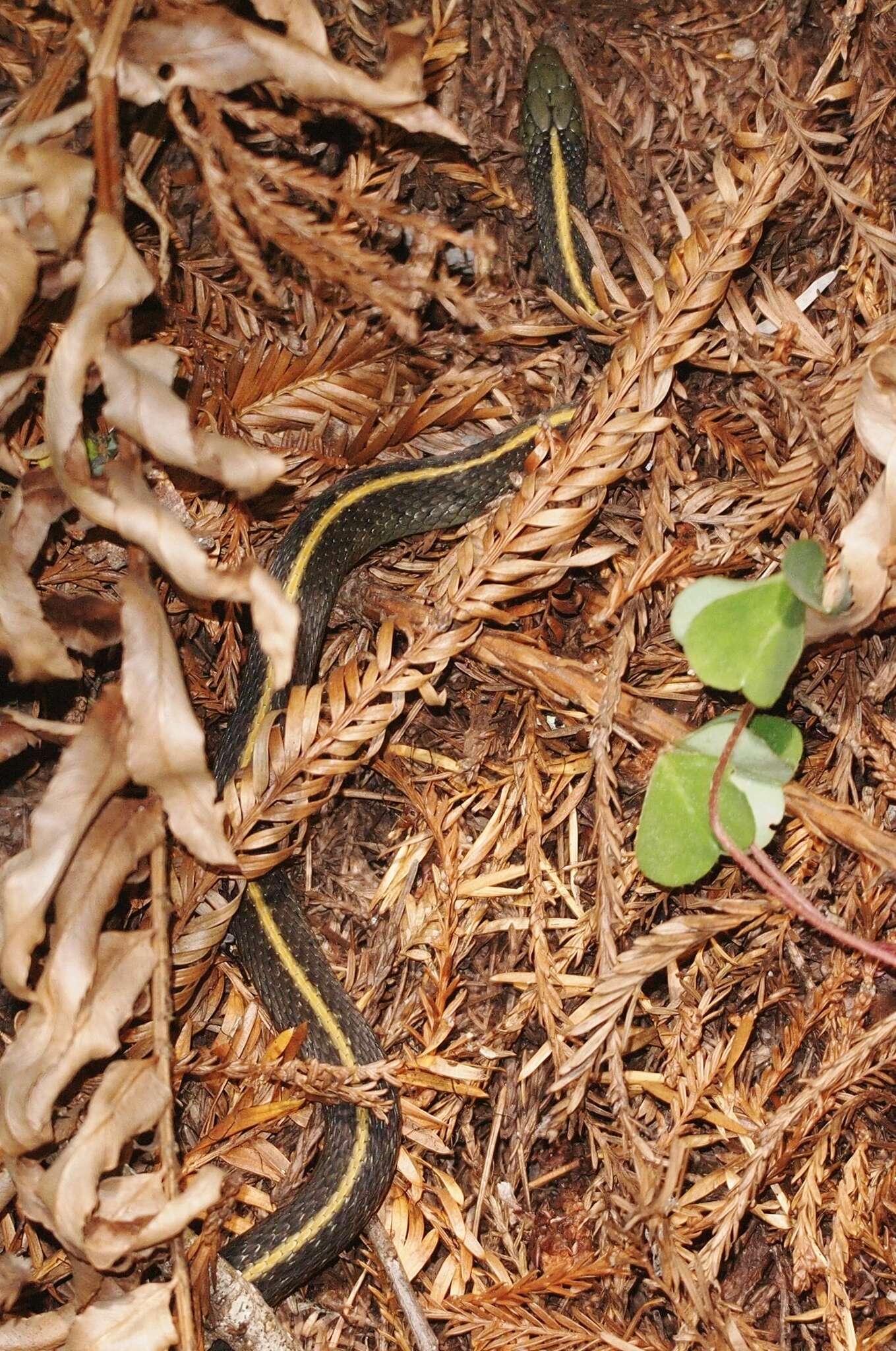 Image of Thamnophis atratus atratus (Kennicott ex Cooper 1860)