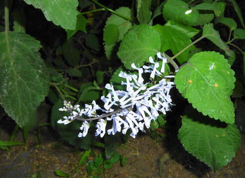 Imagem de Plectranthus zuluensis T. Cooke