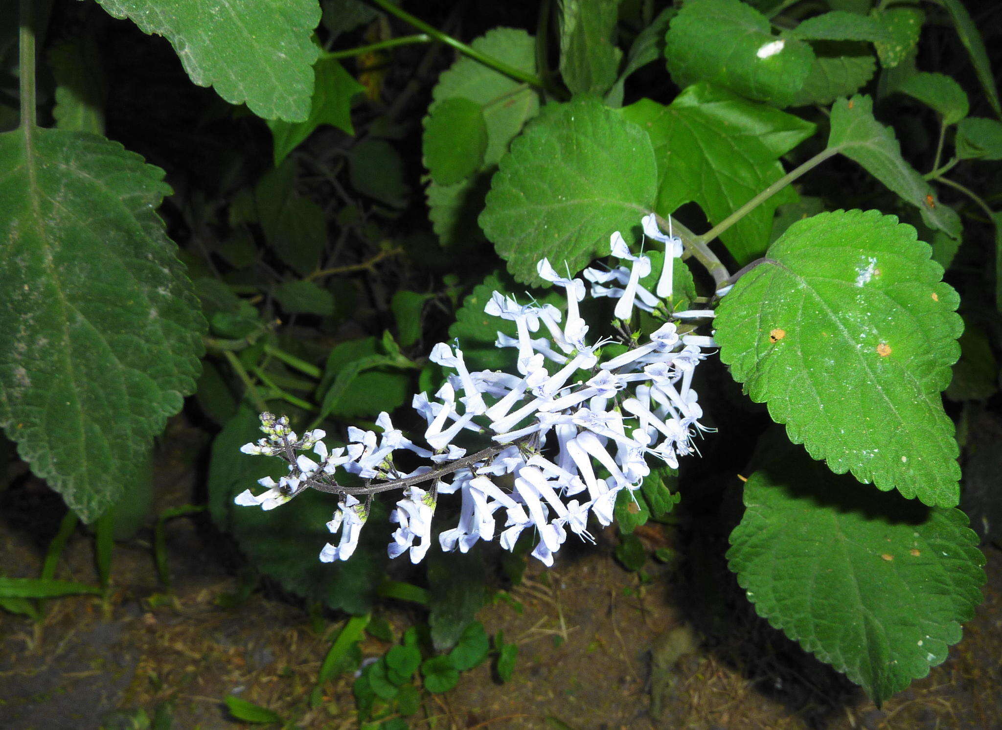 Image of Plectranthus zuluensis T. Cooke