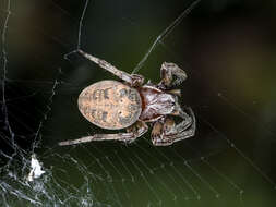 Image of Larinioides suspicax (O. Pickard-Cambridge 1876)