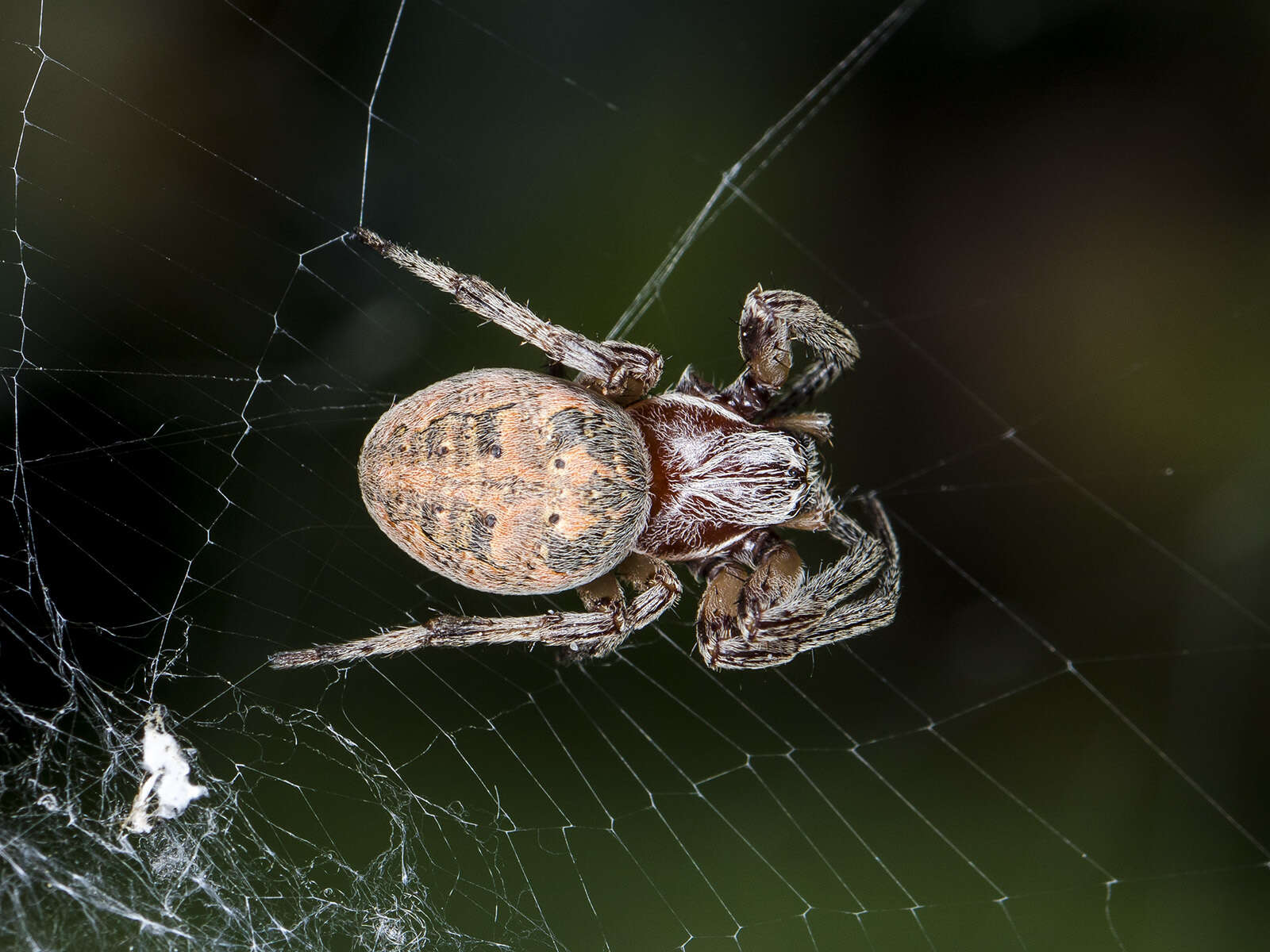 Image of Larinioides suspicax (O. Pickard-Cambridge 1876)