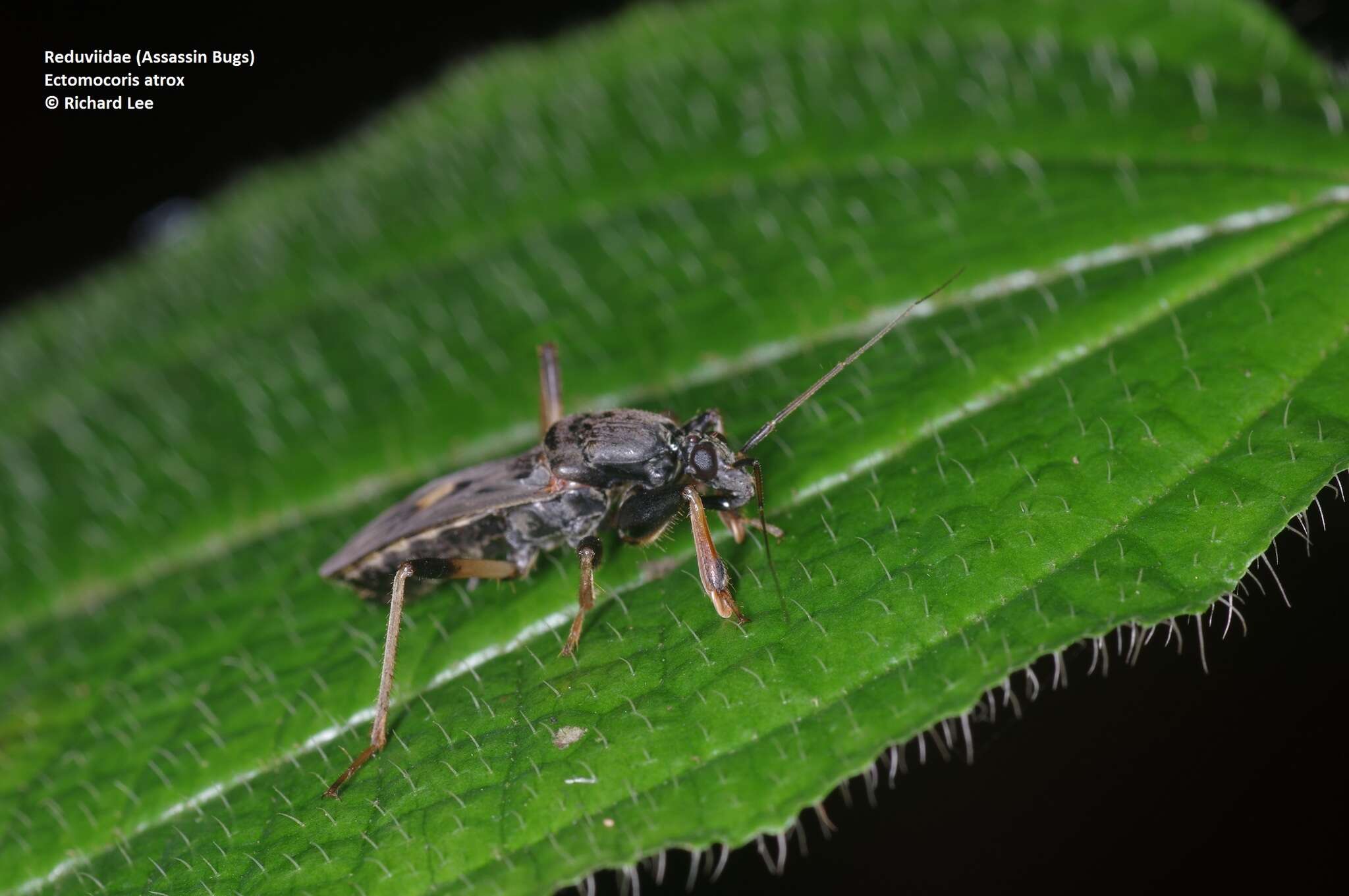 Image of Ectomocoris atrox (Stål 1855)