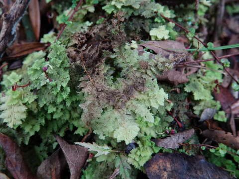 Image of Trichocolea mollissima (Hook. fil. & Taylor) Gottsche