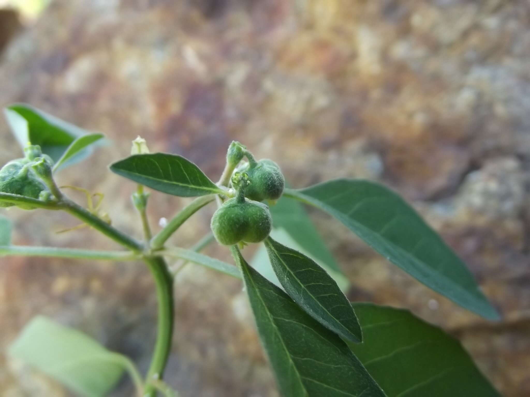 Euphorbia chersonesa Huft resmi