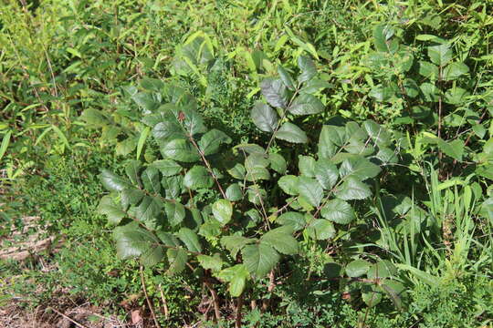 Image of Michaux's sumac