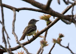 Image of Forest Elaenia