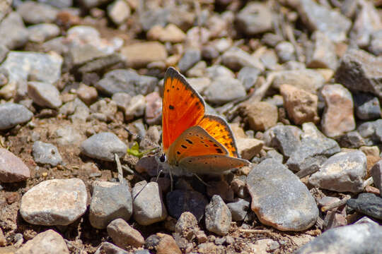 Imagem de Lycaena asabinus (Herrich-Schäffer (1851))