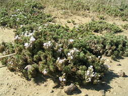 Image of Limonium kraussianum (Buchinger ex Boiss.) Kuntze