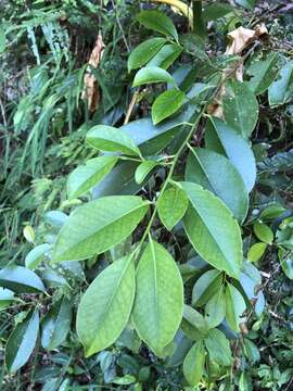 Image of Cleyera japonica var. morii (Yamamoto) Masam.