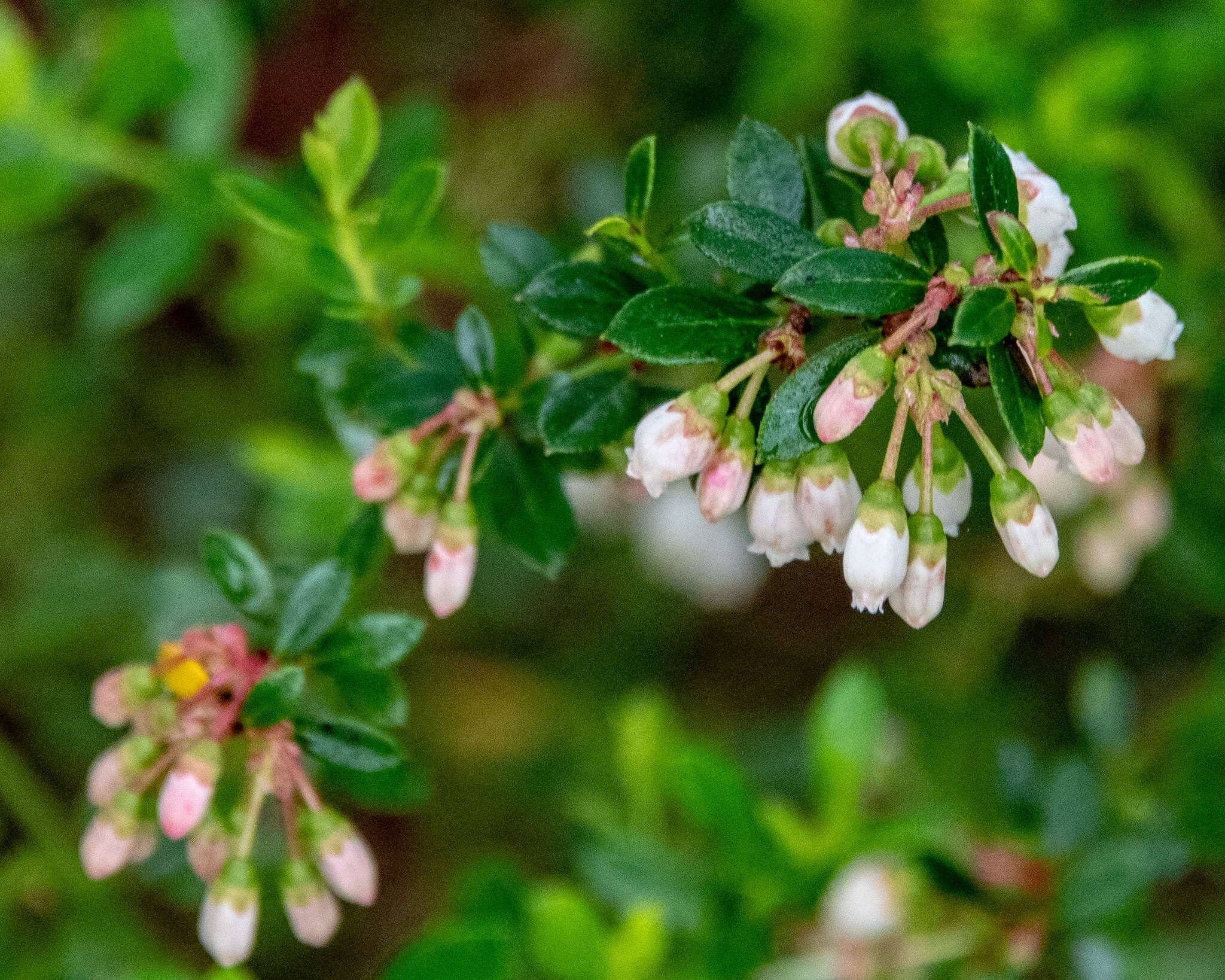 Image de Vaccinium myrsinites Lam.