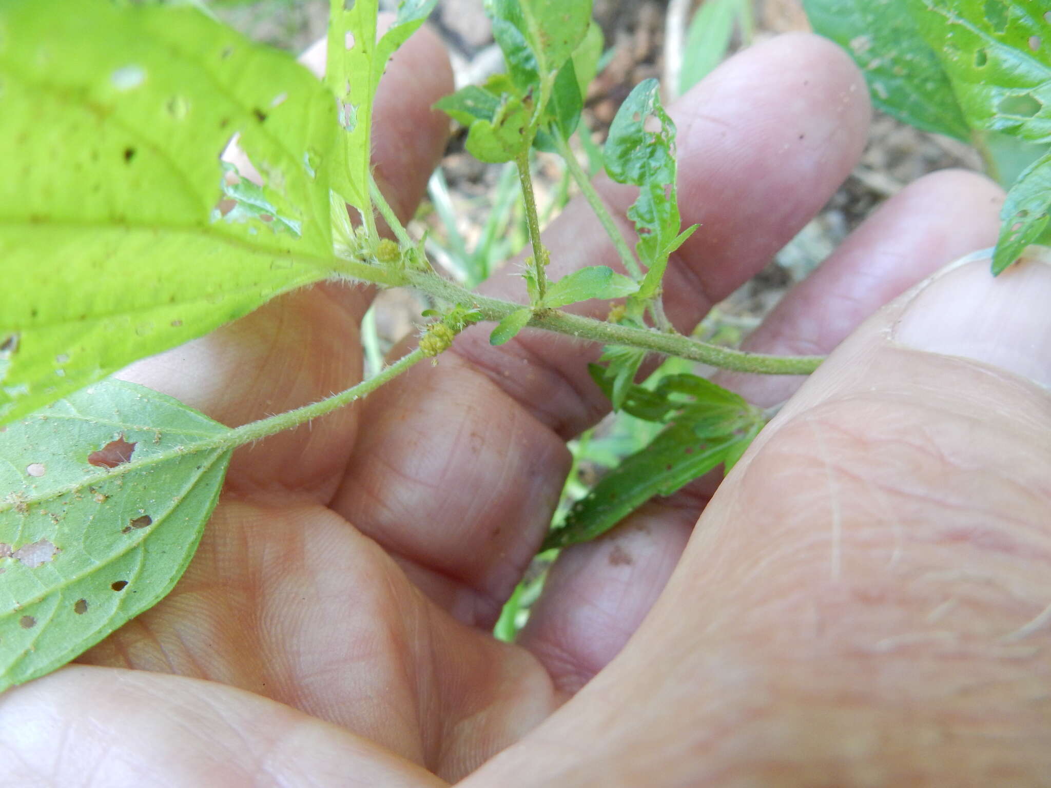 Sivun Acalypha gracilens A. Gray kuva