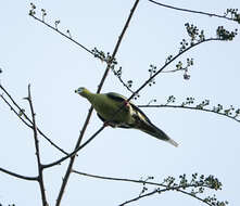 Image of Pin-tailed Green Pigeon