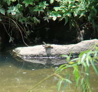 Image of Northern Chinese softshell turtle