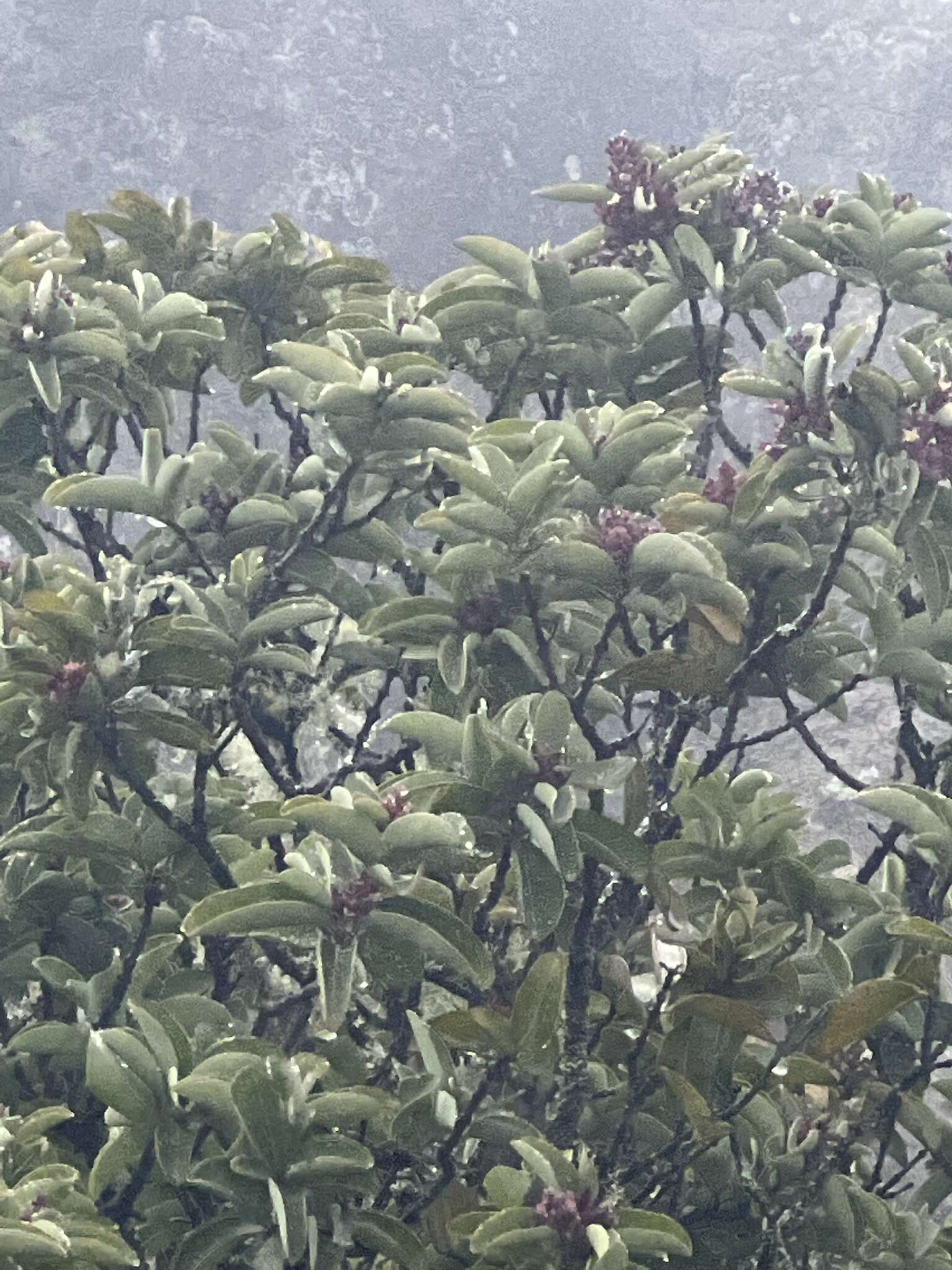 Image of Haleakala sandalwood