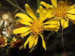 Image of Heterotheca hirsuta (Greene) G. L. Nesom