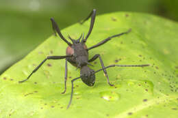 Image of Polyrhachis armata (Le Guillou 1842)