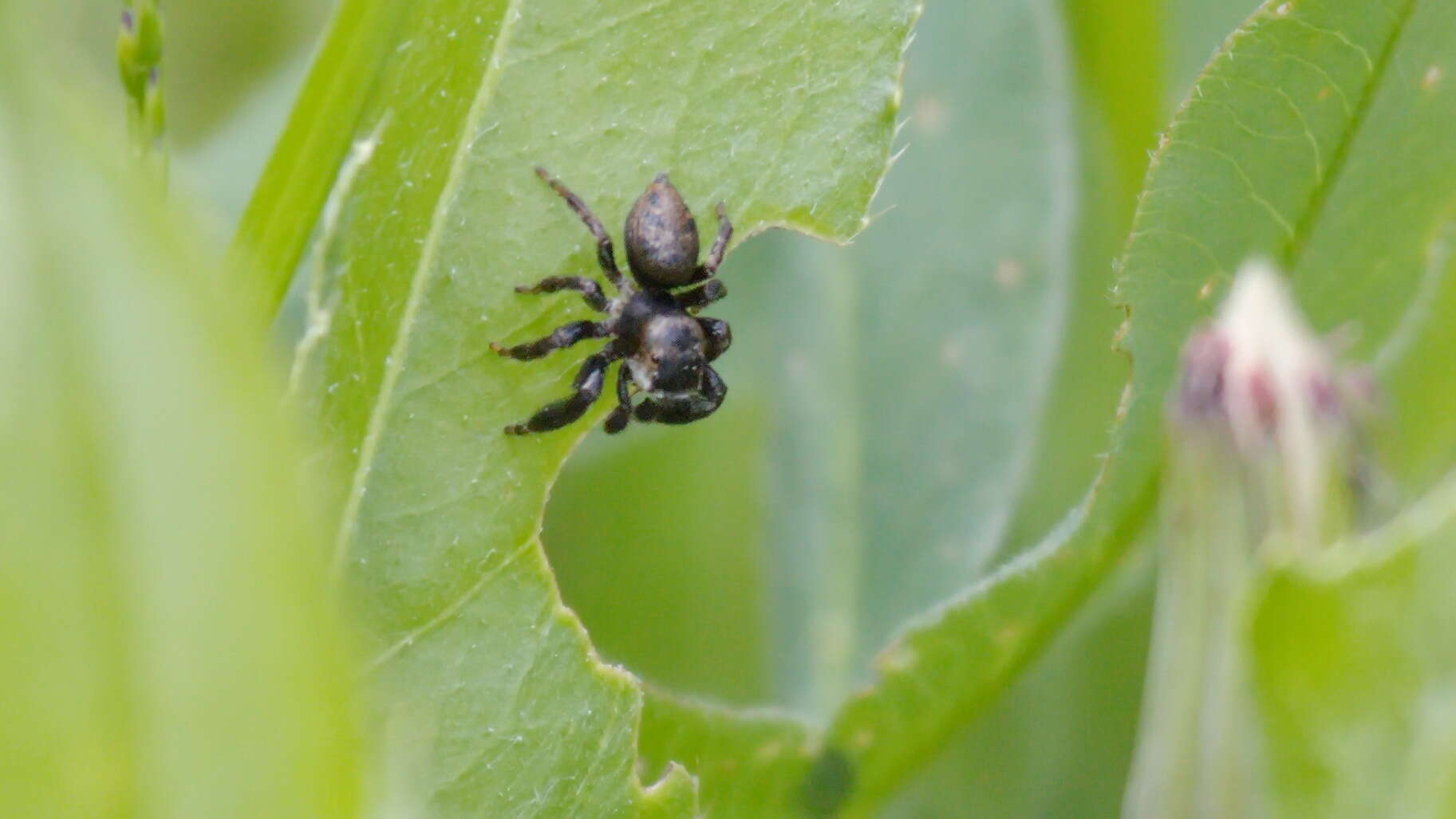 Image of Evarcha arcuata (Clerck 1757)