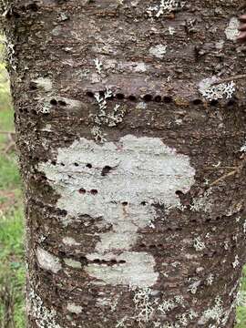 Image de Prunus pugetensis Jacobson & Zika