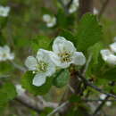 Image of Crataegus munda var. pexa (Beadle) Lance