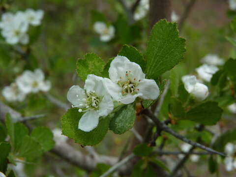 Image of Batesburg hawthorn