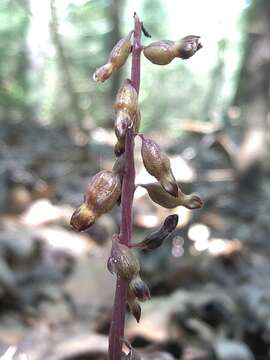 Слика од Corallorhiza odontorhiza var. odontorhiza