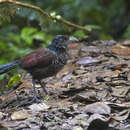 Image of Banded Ground Cuckoo