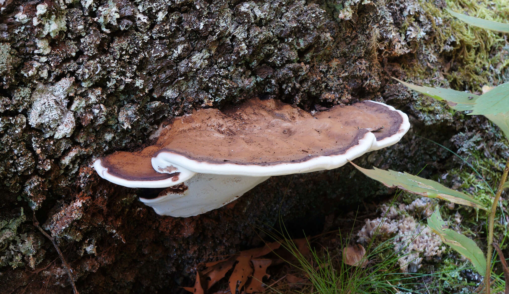 Ganoderma lobatum (Cooke) G. F. Atk. 1908的圖片