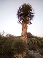 Image of Palma China yucca