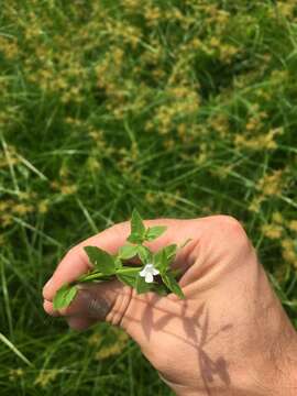 Image of yellowseed false pimpernel