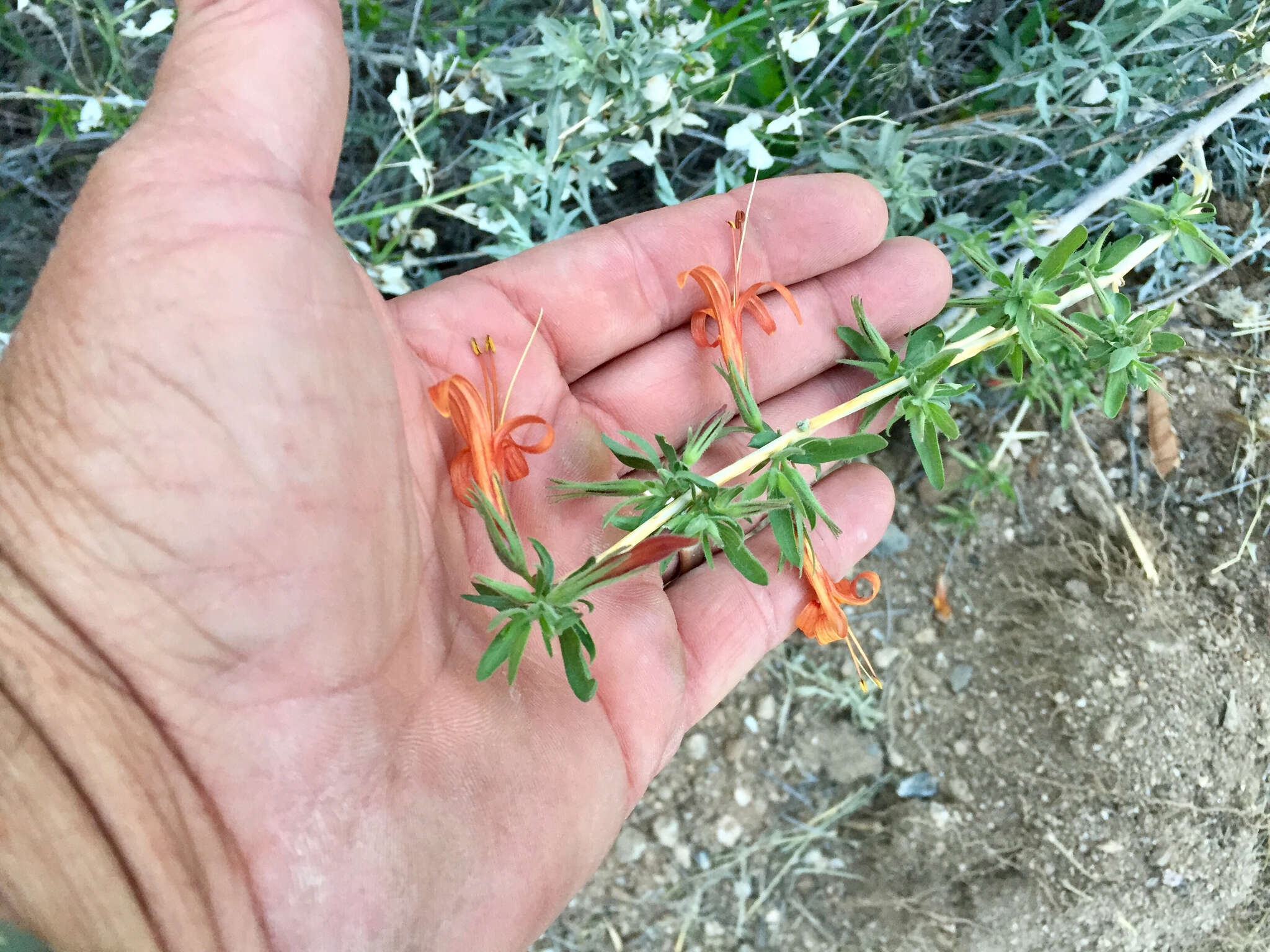 Image of Thurber's desert honeysuckle