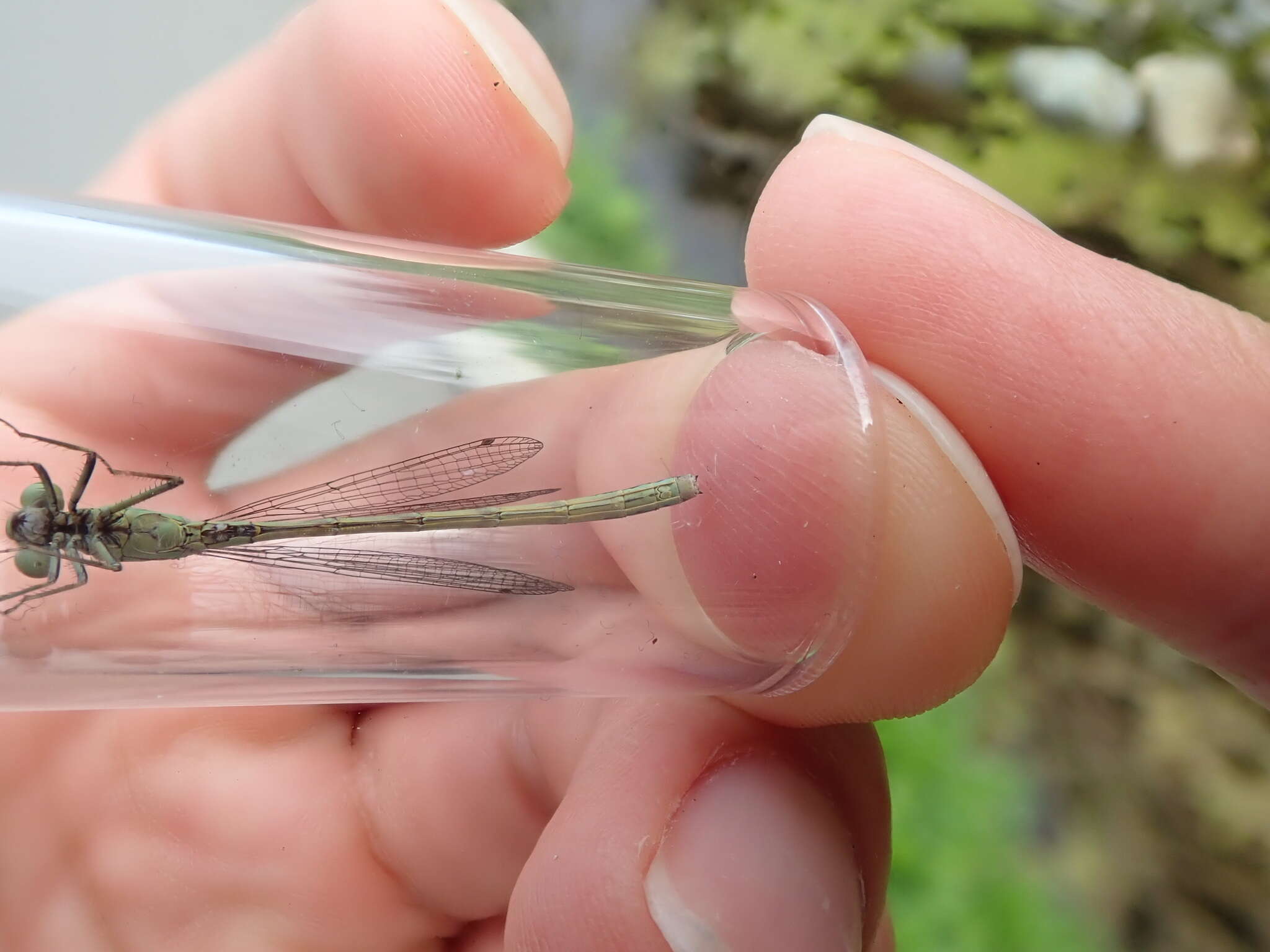 Image of San Francisco Forktail