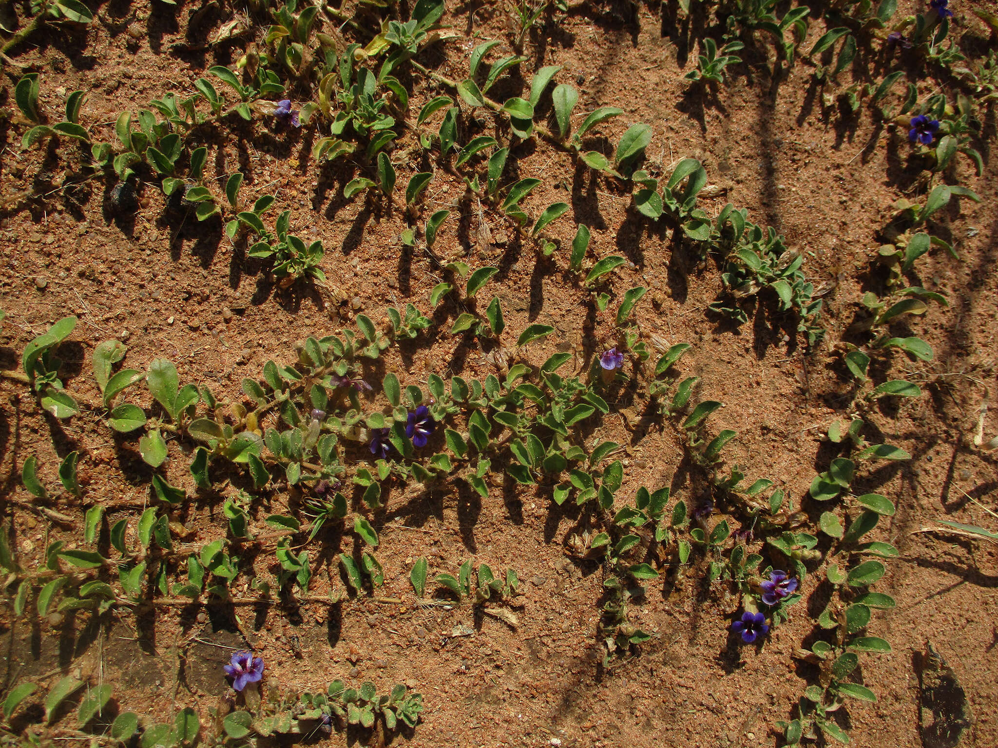 Image of Aptosimum decumbens Schinz