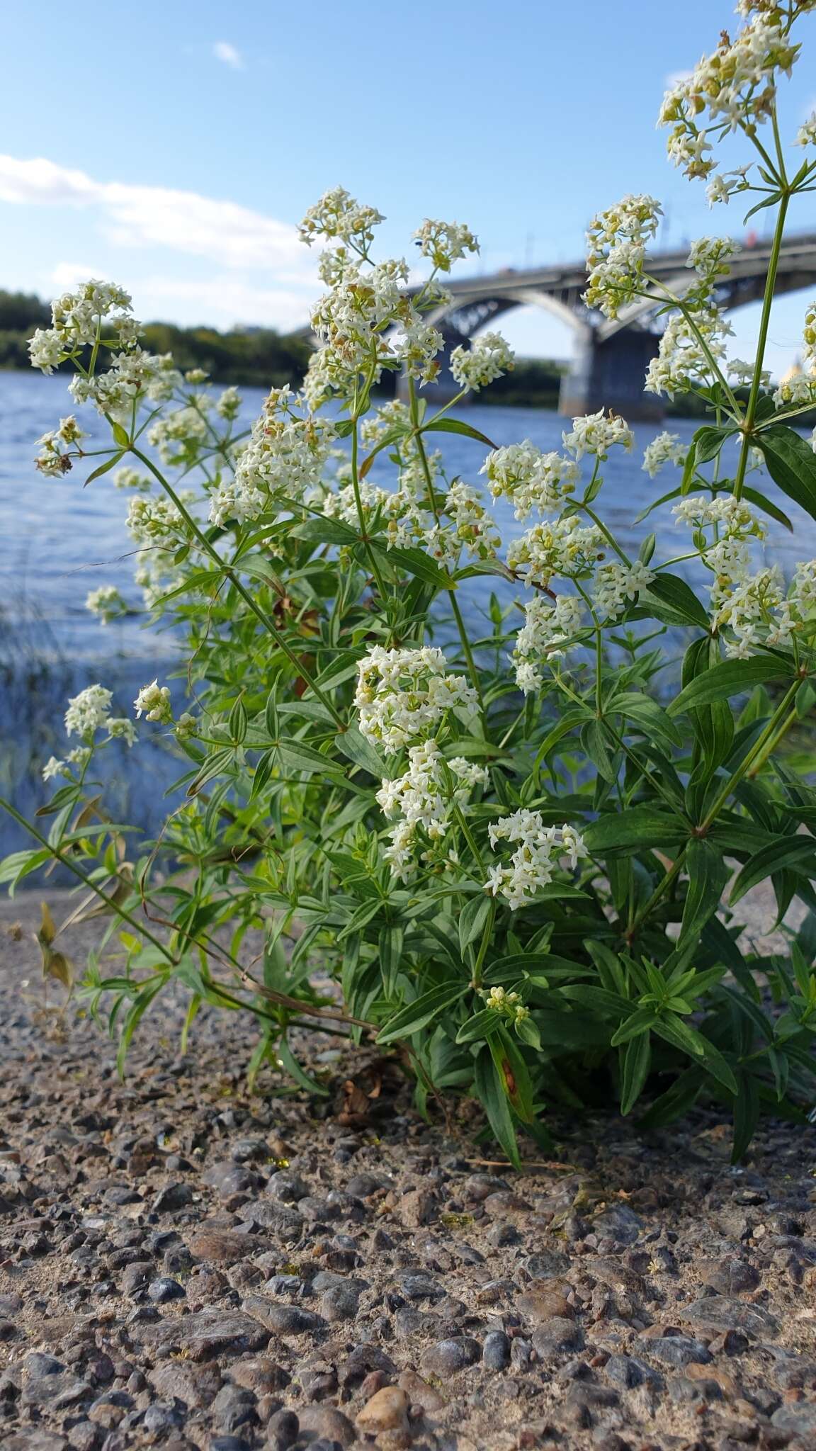 Plancia ëd Galium rubioides L.