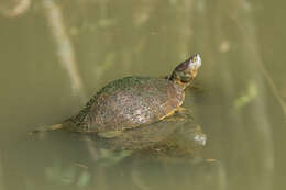 Image of Trachemys stejnegeri vicina (Barbour & Carr 1940)