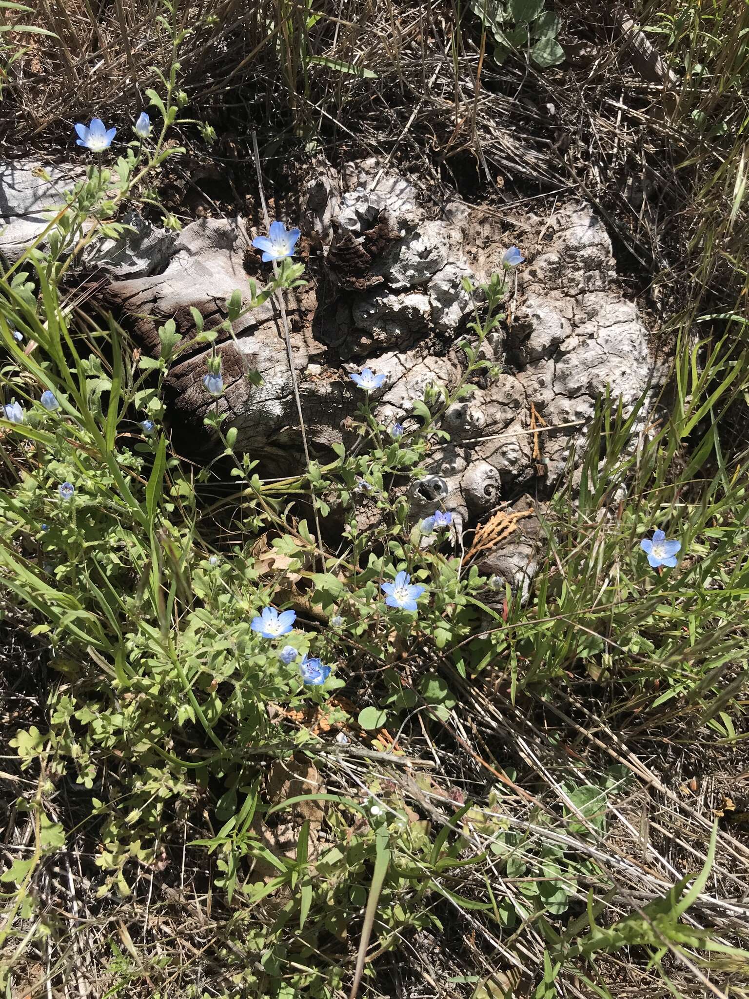 Image de Nemophila menziesii var. integrifolia Brand