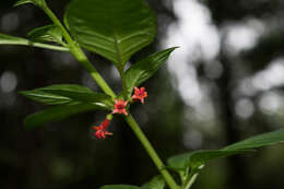 Imagem de Fuchsia parviflora Lindl.