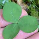 Слика од Trifolium calcaricum J. L. Collins & Wieboldt