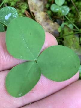 Image of running glade clover