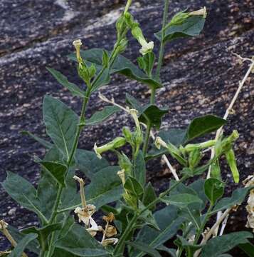 Image of desert tobacco,