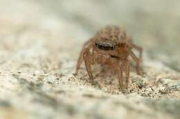 Image of Euophrys frontalis (Walckenaer 1802)