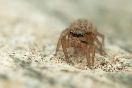 Imagem de Euophrys frontalis (Walckenaer 1802)