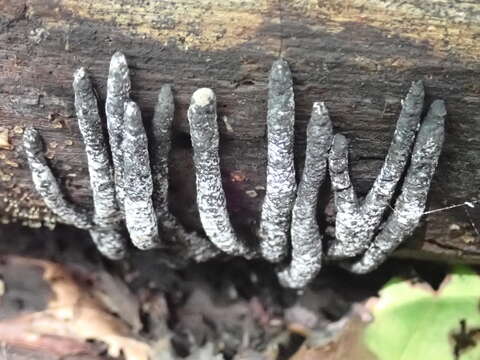 Image of Xylaria cornu-damae (Schwein.) Berk. 1873